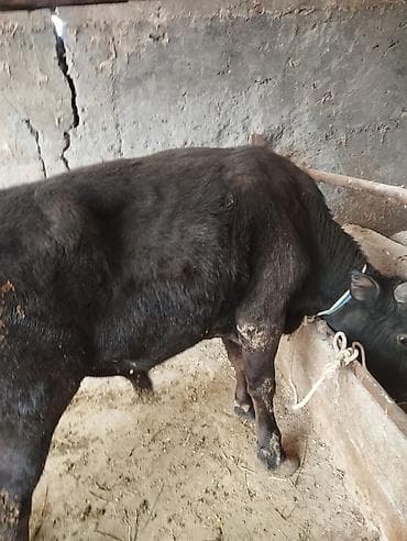 сементал бычок: Продаю | Бык (самец) | На откорм | Привязанные — 2