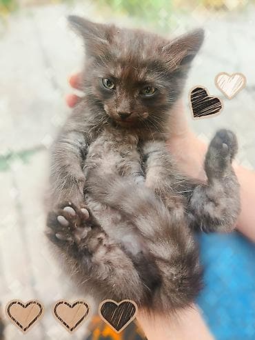 fermer kg: Срочно ищем дом для котят! Четыре милых котенка (3 мальчика и 1 — 6