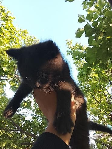 ищу котика: 2 месяца, Мальчик, Биколор, Приучена к лотку — 8