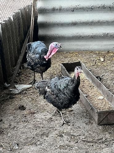 Аквариумдар: Продаю самец и самка

Цена самец 5000 сом 
Самка 3500 сом — 1