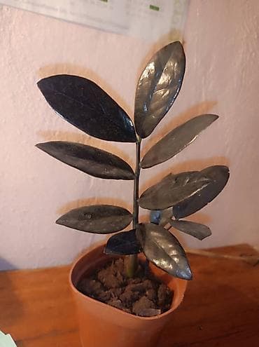 сколько стоит фикус: Комнатные цветы бигония сансиверия долларовое дерево монстера — 4