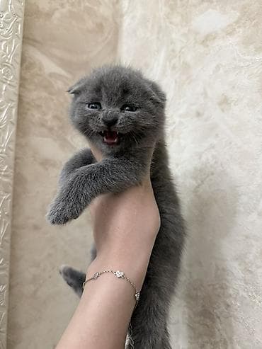 Животные: Шотландцы,окрас голубой (серый). - Плюшевые малыши с крупной круглой — 6