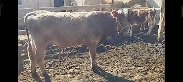 кен булун: Сатам | Бука (эркек) | Аргын, Швиц | Бордоп семиртүү үчүн | Байланган — 3