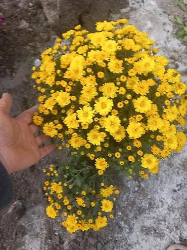 рассада цветка: Саженцы хризантем с пышной зеленой листвой, готовые к пересадке — 8