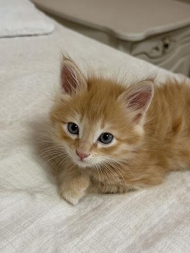 кошка мейкун: Мейн-кун, 1 месяц, Мальчик, Рыжий — 3