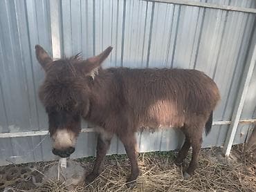 ишака: Осёл (молодой жеребец/ослица – на фото виден компактный рост и густая — 3