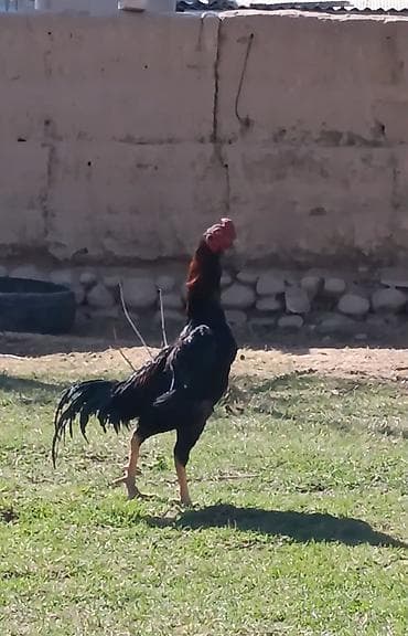 куплю хомяка с клеткой: Продаю | Петух | Бойцовая | Для разведения — 1