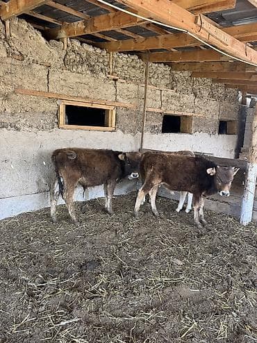 животные на продажу: Продаю | Бык (самец) | Алатауская | Для разведения | Привязанные — 4