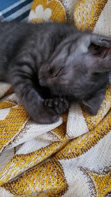 Животные: Котёнок, короткошёрстный, окраса чёрный дым (чёрный с мягким — 1