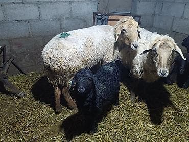 матки пчел: Продаю | Овца (самка) | Для разведения | Матка — 3