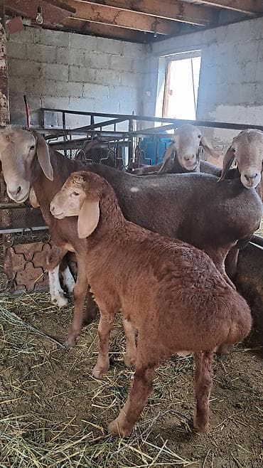 Продаю | Овца (самка) | Для разведения at lalafo.kg Продаю | Овца (самка) | Для разведения