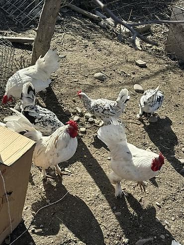 продаю животных: Яйца на инкубацию продаю 🥚 Карликовые голошейки и бентамки мини куры — 7