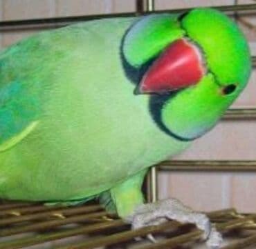 Попугаи Ожиреловые хорошо учатся говорить и приручаются к рукам