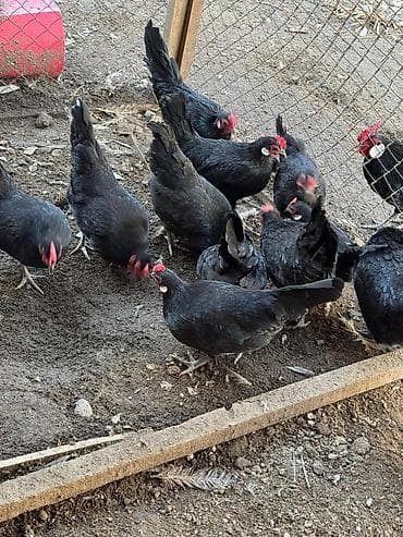 суповые куры: Продаю декоративные карликовые породы кур и петухов! Отличные наседки! — 2