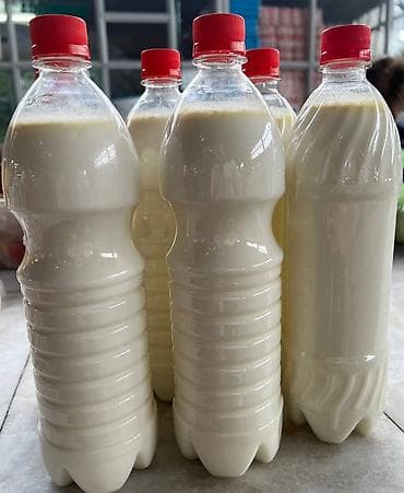 ослинное молоко: Домашнее молоко, сметана, сары май, кымыз (Бишкек) Описание — 7