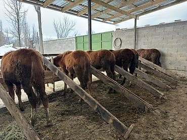 куплю коня: Продаю | Жеребенок | Для разведения | Племенные — 3