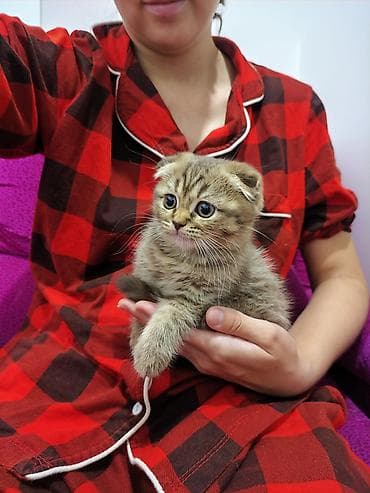 Мышыктар: Скотиш Фолд (Шотландиялык шалпаң кулак), 2 айлык, Ургаачы, Алтын шиншилла, Аргын, Лотокко барууга үйрөтүлгөн, Курттардан тазаланган — 4