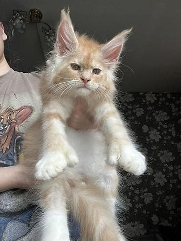 куплю хомяка с клеткой: Мощные эксклюзивные котята куны Мейн Куны с полным пакетом документов — 4