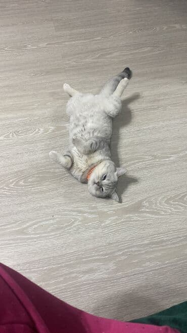 британский короткошерстный кот: Скотиш Страйт (Шотландская прямоухая), 1 год, Мальчик, Серебристая шиншилла, С документами — 9