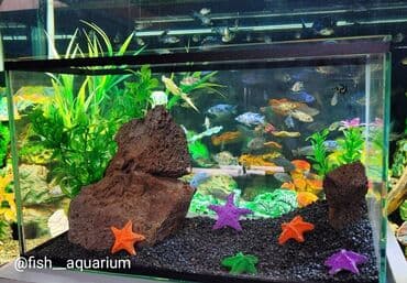 аквариумная рыбка: Аквариум 15 литров с дизайном. Прекрасен на подарок. В наличии разные — 2