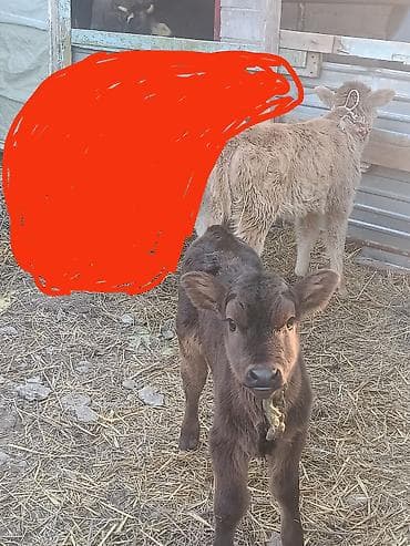 в связи с: Продаю | Музоо, торпок | На откорм — 1