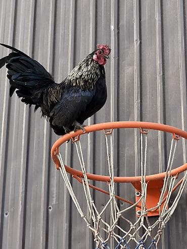 кролик гигант: Продаю | Куры, Петух — 6