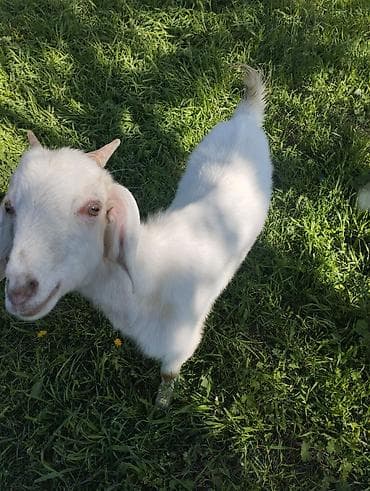 Продаю | Коза (самка) | Нубийская | Для разведения — 3