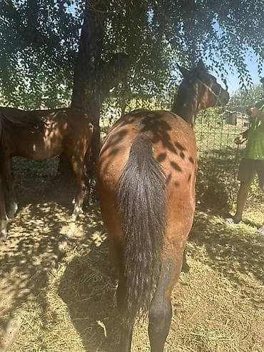 купить ротвейлера: Продаю | Жеребенок | Полукровка | Рабочий — 2