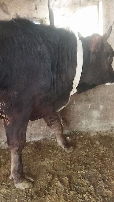 кормушка для ягнят: Продаю | Бык (самец) | На откорм | Привязанные — 1