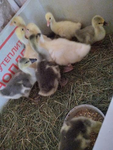 Продам гусят. Возраст 14 дней. От своих домашних гусей. Линда и at lalafo.kg Продам гусят. Возраст 14 дней. От своих домашних гусей. Линда и