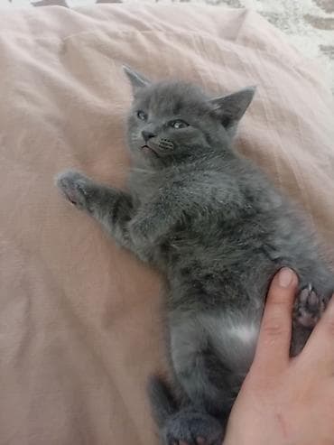 манчкин котенок: Отдам в хорошие руки Котята, короткошёрстные, домашние. Описание: - — 1