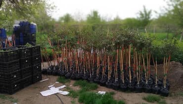 декоративные деревья бишкек: Штамповые розы оптом и розниц — 2