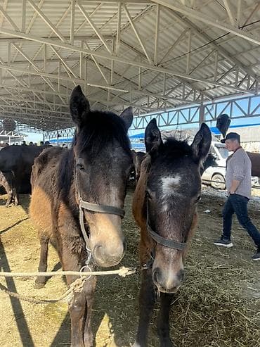 Продаю | Жеребенок | Для разведения | Племенные