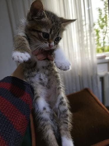 куплю сиамского котенка: Отдам котят в хорошие руки. возврат 2 месяца. кушают корм, к лотку — 2