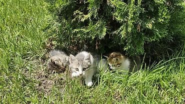 белые котенки: Бенгальская, 2 месяца, Девочка, Приучена к лотку — 8