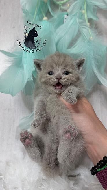 билгийская овчарка: Британская короткошёрстная, 1 месяц, Девочка, Лиловый, Приучена к лотку, Проглистована — 4