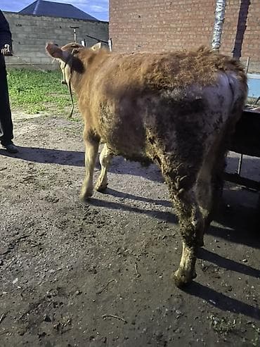 корм для домашних животных: Продаю | Бык (самец) | Ангус | На откорм, Для разведения — 3