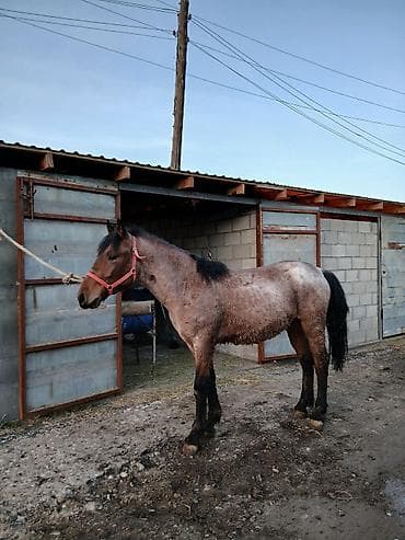 одам дарым: Кунан Сатылат 150мин сом ат жылкы кунан тай айгыр — 3