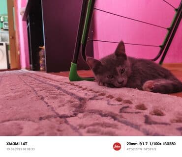 скоттиш фолд шотландская вислоухая кошка: Котята доступны для бронирования, готовы к переезду в новый дом. В — 4
