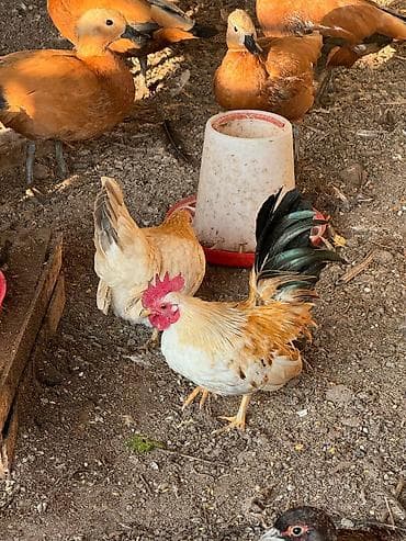 квочка квочку курук: Продаю | Куры, Петух — 1
