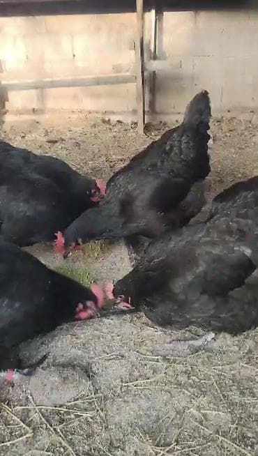 цыплят брама: Продаю | Куры | Для разведения — 2