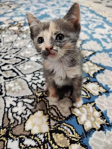 Отдадим котят в хорошие руки. ласковые, дружелюбные, чистоплотные — 6
