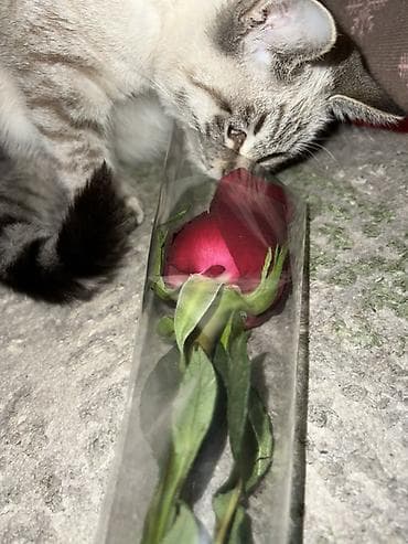 Услуги ветеринара: Питомец: кошка с выразительными голубыми глазами и — 2