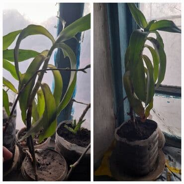 сулукта уголь: Продается золотой ус 200 с-за 1 горшок.в наличии 2 горшка. Есть — 1