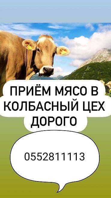 Зоотовары: Колбасный цех : Коровы, быки, Лошади, кони, | Круглосуточно, Любое состояние, Забитый — 1