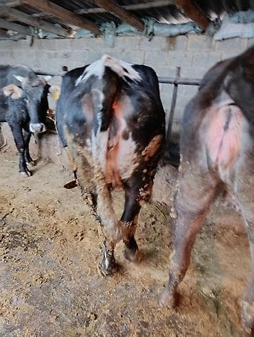 А/ч жаныбарлары үчүн тоюттар: Сатам | Уй (ургаачы) | Голштин | Сүт алуу үчүн | Байланган — 1