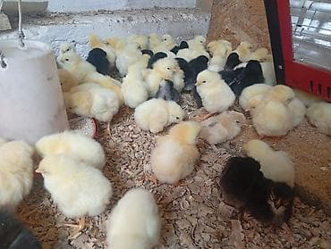 мясо кролик: Продаю | Цыплята | Бройлерная | На забой — 4