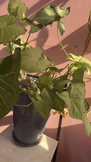 ботанический сад: Сингаптум (Syngonium podophyllum), ампельно-лазящее комнатное растение — 1