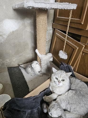 шотландская короткошерстная: Шотландские котята (fold/скоттиш-фолд) серебристого окраса - Окрас — 4
