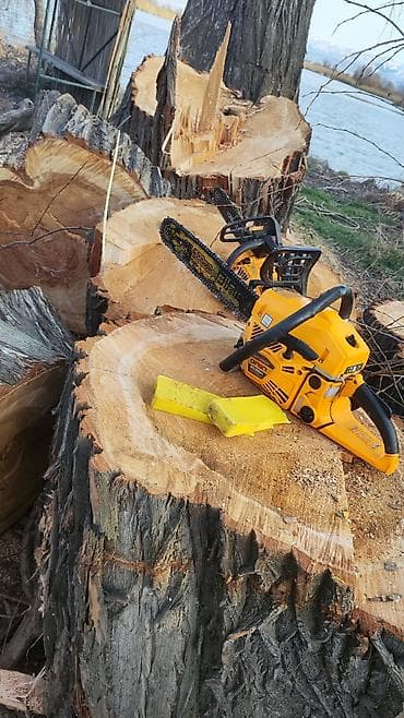 леса продам: СПИЛ ДЕРЕВА — 3